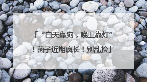 “白天靠狗，晚上靠灯”！菌子近期疯长！别乱捡