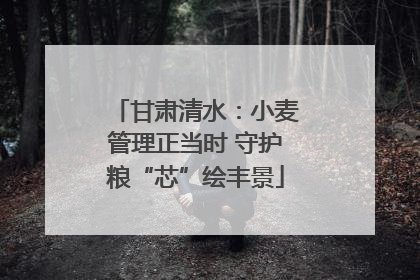 甘肃清水：小麦管理正当时 守护粮“芯”绘丰景