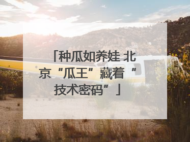 种瓜如养娃 北京“瓜王”藏着“技术密码”