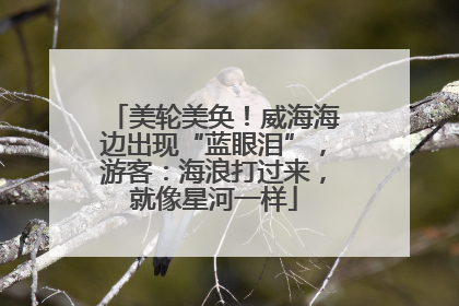 美轮美奂！威海海边出现“蓝眼泪”，游客：海浪打过来，就像星河一样