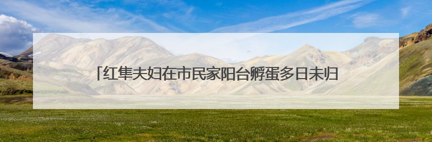 红隼夫妇在市民家阳台孵蛋多日未归，市民将蛋送往红山动物园“抢救”