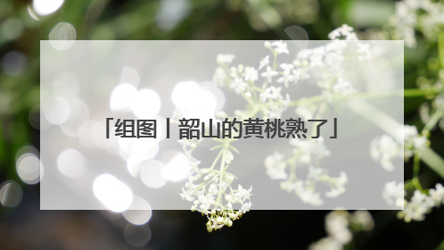 组图丨韶山的黄桃熟了