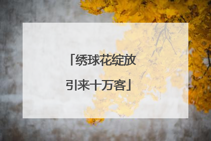 绣球花绽放 引来十万客