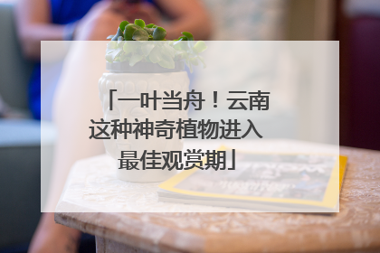 一叶当舟！云南这种神奇植物进入最佳观赏期