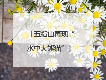 五指山再现“水中大熊猫”