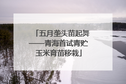 五月垄头苗起舞——青海首试青贮玉米育苗移栽