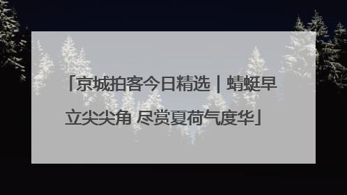 京城拍客今日精选｜蜻蜓早立尖尖角 尽赏夏荷气度华