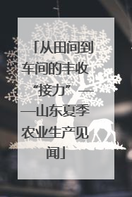 从田间到车间的丰收“接力”——山东夏季农业生产见闻