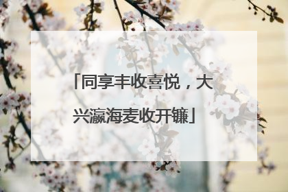 同享丰收喜悦，大兴瀛海麦收开镰