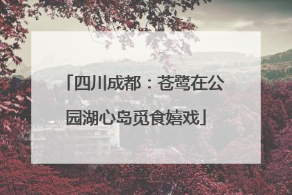 四川成都：苍鹭在公园湖心岛觅食嬉戏