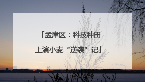 孟津区：科技种田 上演小麦“逆袭”记