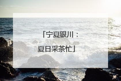 宁夏银川：夏日采茶忙