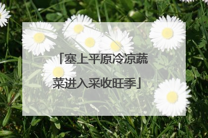 塞上平原冷凉蔬菜进入采收旺季