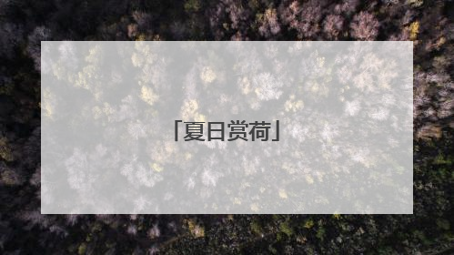 夏日赏荷
