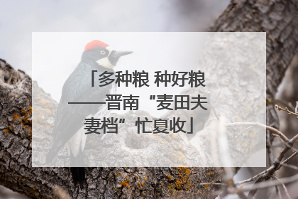 多种粮 种好粮——晋南“麦田夫妻档”忙夏收