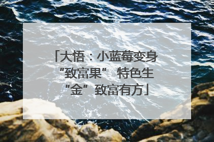 大悟：小蓝莓变身“致富果” 特色生“金”致富有方