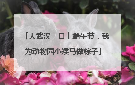 大武汉一日丨端午节，我为动物园小矮马做粽子