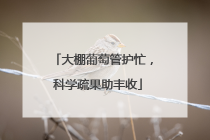 大棚葡萄管护忙，科学疏果助丰收