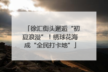 徐汇街头邂逅“初夏浪漫”！绣球花海成“全民打卡地”