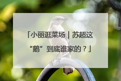 小丽逛菜场｜苏超这“鹅”到底谁家的？