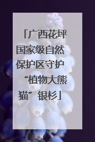 广西花坪国家级自然保护区守护“植物大熊猫”银杉
