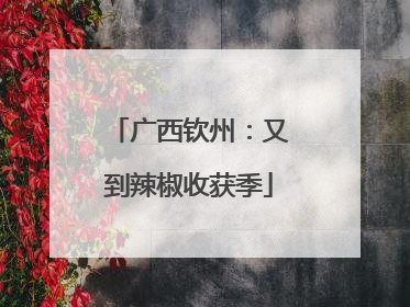 广西钦州：又到辣椒收获季