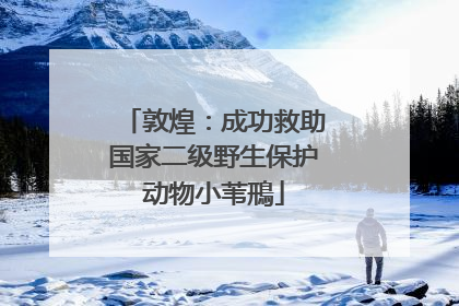 敦煌：成功救助国家二级野生保护动物小苇鳽
