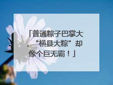 普通粽子巴掌大，“横县大粽”却像个巨无霸！