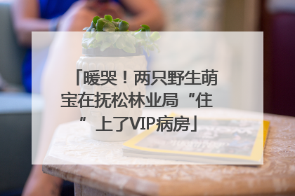 暖哭！两只野生萌宝在抚松林业局“住”上了VIP病房