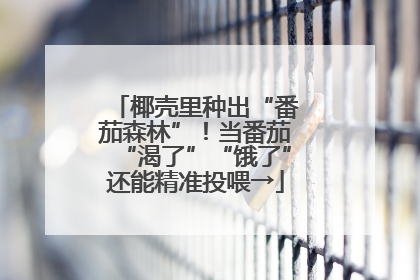 椰壳里种出“番茄森林”！当番茄“渴了”“饿了”还能精准投喂→