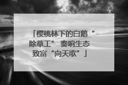 樱桃林下的白鹅“除草工” 奏响生态致富“向天歌”