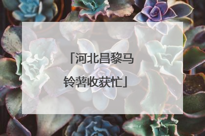 河北昌黎马铃薯收获忙