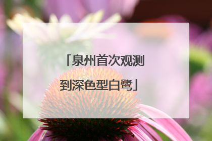 泉州首次观测到深色型白鹭