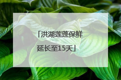 洪湖莲蓬保鲜延长至15天