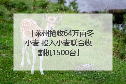 莱州抢收64万亩冬小麦 投入小麦联合收割机1500台