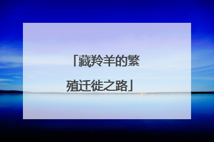 藏羚羊的繁殖迁徙之路