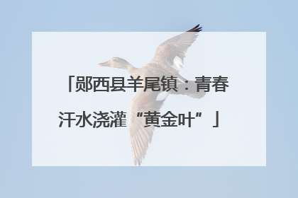 郧西县羊尾镇：青春汗水浇灌“黄金叶”