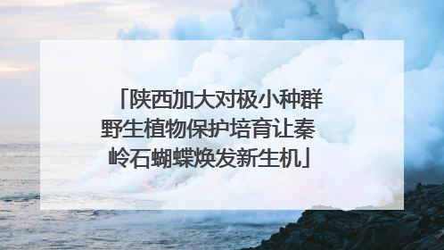 陕西加大对极小种群野生植物保护培育让秦岭石蝴蝶焕发新生机