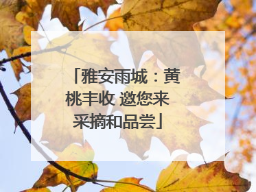 雅安雨城：黄桃丰收 邀您来采摘和品尝