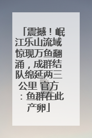 震撼！岷江乐山流域惊现万鱼翻涌，成群结队绵延两三公里 官方：鱼群在此产卵