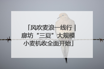 风吹麦浪一线行｜廊坊“三夏”大规模小麦机收全面开始