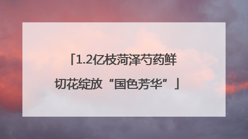 1.2亿枝菏泽芍药鲜切花绽放“国色芳华”